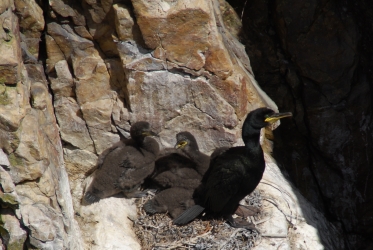 Oa Cormorants Oa Cormorants