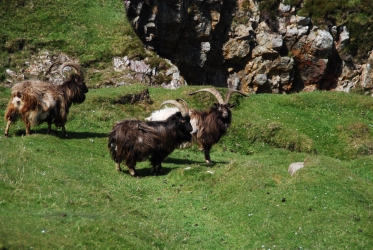 Oa wild goats Oa wild goats